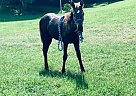 Opie - Stallion in Duck River, TN Opie - Stallion in Duck River, TN