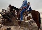 Pony - Horse for Sale in Kanosh, UT 84637 Pony - Horse for Sale in Kanosh, UT 84637
