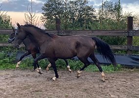 Warmblood (Warmblood, Mare)