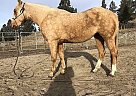 Wanna B Famous - Mare in Oliver, BC Wanna B Famous - Mare in Oliver, BC