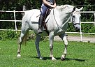 - Mare in Alfred, ON - Mare in Alfred, ON