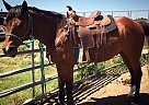 Quarter Horse - Horse for Sale in Manhattan, KS 66502 Quarter Horse - Horse for Sale in Manhattan, KS 66502