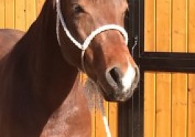 Quarter Horse (Quarter Horse, Gelding) in Manhattan, KS