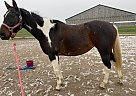 Paint - Horse for Sale in Cambridge, ON N3C 1C9 Paint - Horse for Sale in Cambridge, ON N3C 1C9