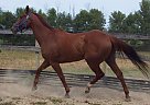 Thoroughbred - Horse for Sale in Houston, OH 45333 Thoroughbred - Horse for Sale in Houston, OH 45333