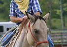 Buckley Quarter Horse Gelding
