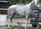 Azteca - Horse for Sale in Joliet, IL 60432