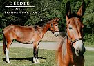Mule - Horse for Sale in Warsaw, NY 14569