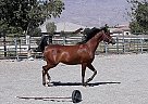 Marwan Zakar - Gelding in Las Vegas, NV Marwan Zakar - Gelding in Las Vegas, NV