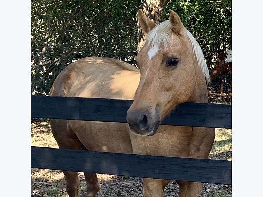 Beautiful Palomino
