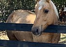 Palomino - Horse for Sale in Magnolia, TX 77355