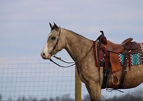 Quarter Horse (Quarter Horse, Gelding) in Sonora, KY