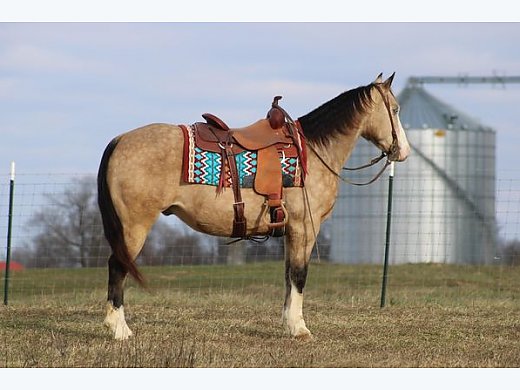 Beautiful Ranch/Trail Buckskin