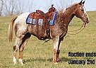Appaloosa - Horse for Sale in Whitley City, KY 40501