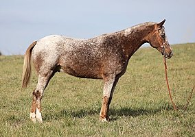Beautiful (Appaloosa, Gelding) in Whitley City, KY