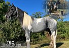 Kentucky Mountain - Horse for Sale in WHILTEY CITY, KY 42653