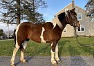 Paint - Horse for Sale in Holtwood, PA 17532