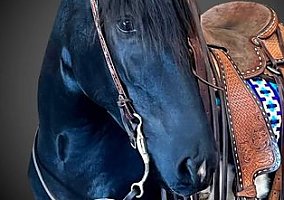 Draft (Percheron, Belgian, Clydesdale, Shire)