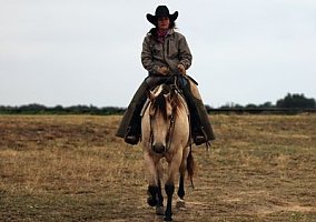 Quarter Horse (Quarter Horse, Gelding) in Stephenville, TX