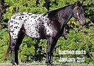 Appaloosa - Horse for Sale in Louisville, KY 40501