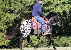 Appaloosa (Appaloosa, Gelding) in Louisville, KY