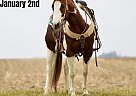 Quarter Horse - Horse for Sale in Feldon, IL 40501