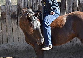 Gypsy Vanner (Gypsy Vanner, Mare) in Taneyville, MO