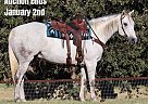 Quarter Horse - Horse for Sale in Jacksboro, TX 40501