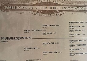 Quarter Horse (Quarter Horse, Gelding) in Jacksboro, TX
