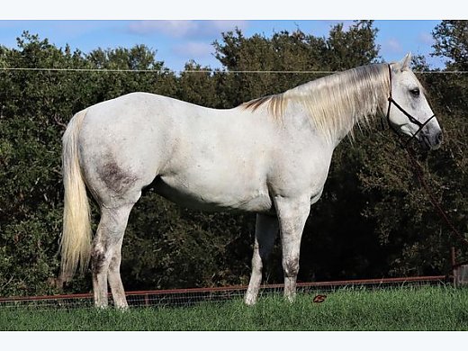 Fancy Looking Grey Gelding