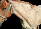 - Gelding in Millington, MI - Gelding in Millington, MI