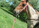 Paso Fino - Horse for Sale in Millington, MI 48746