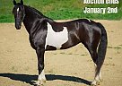 Friesian - Horse for Sale in Whitley City, KY 40501