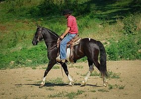 Friesian (Friesian, Gelding) in Whitley City, KY