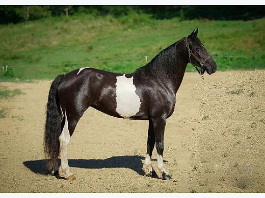 Fresian w/ Lots Of Color