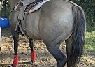 Quarter Horse - Horse for Sale in fort fracer, BC V0J1N0