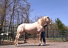 Tennessee Walking - Horse for Sale in Woodbury, TN 37190 Tennessee Walking - Horse for Sale in Woodbury, TN 37190