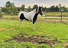 Pablo - Gelding in Romulus, MI Pablo - Gelding in Romulus, MI