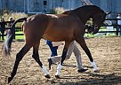 - Gelding in Oro Medonte, ON - Gelding in Oro Medonte, ON