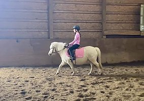 Pony (Welsh, POA, Shetland, Connemara) (Pony (Welsh, POA, Shetland, Connemara), Gelding) in Highland, MI