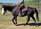 Paint - Horse for Sale in Keller, TX 76248