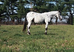 Quiet (Appaloosa, Gelding) in Louisville, KY