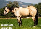 Quarter Horse - Horse for Sale in Wickenburg, AZ 40501