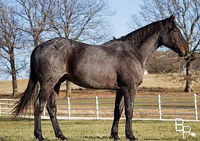 Draft (Percheron, Belgian, Clydesdale, Shire)