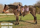 Quarter Horse - Horse for Sale in Mount Vernon, KY 40501 Quarter Horse - Horse for Sale in Mount Vernon, KY 40501