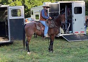 Quarter Horse (Quarter Horse, Gelding) in Mount Vernon, KY