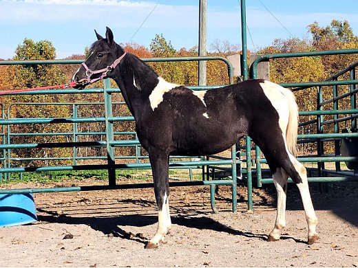Sshbea Spotted Tobiano Filly
