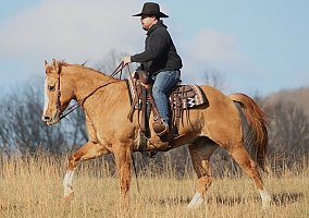 Stout (Quarter Horse, Gelding) in Louisville, KY
