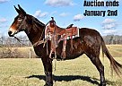Mule - Horse for Sale in Louisville, KY 40501