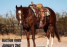 Quarter Horse - Horse for Sale in Wickenburg, AZ 40501